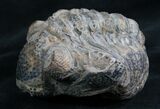 Bargain Enrolled Drotops Trilobite - Around #7951-2